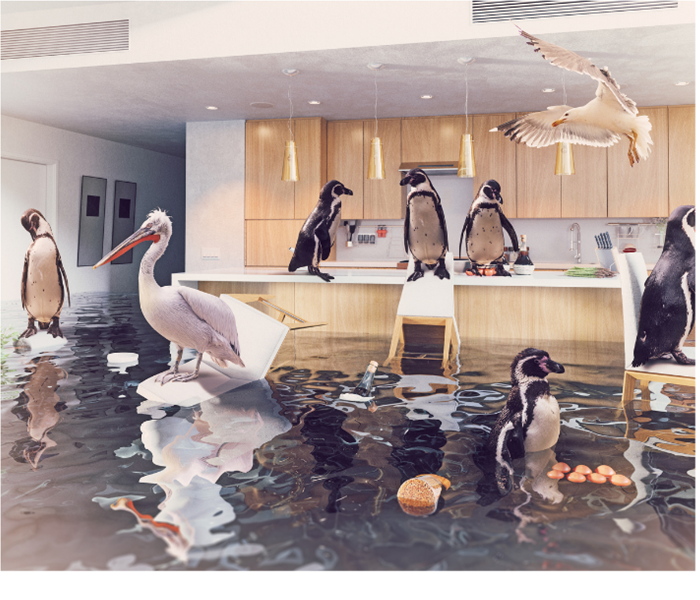 animals standing on table in flooded house water damage near me 