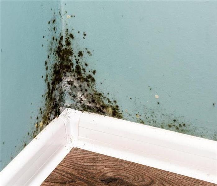 Mold in the house on a corner